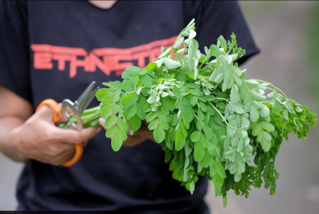 Moringa image 1